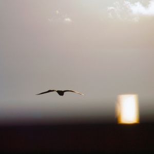 Bird Heading For A Door 30 x 30 HahnemÃ¼hlepapier.jpg